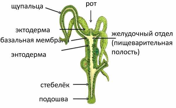 Кракен торговая kr2web in